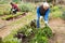 Elderly worker spuds plants in a garden