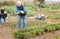 Elderly worker spuds plants in a garden