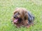 Elderly Yorkie lying in grass.