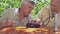 Eldery people examine hedgehog with strawberries on back