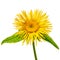 Elecampane