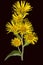 Elecampane; blossom; Inula helenium