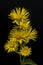 Elecampane; blossom; Inula helenium