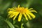 Elecampane flower