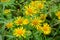 Elecampane flowers