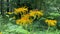 Elecampane flowers blooming, Inula helenium, with green leaves. Bumblebees and bees on the flowers Elecampane or horse-heal.