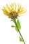 Elecampane (Inula helenium)