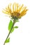 Elecampane (Inula helenium)