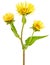 Elecampane (Inula helenium) flower