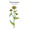 Elecampane inula helenium , or horse-heal, or elfdock, medicinal plant