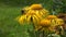 Elecampane (Inula helenium) medical flowers and bumblebee