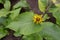 Elecampane or Inula helenium plant with leaves and bright yellow flower head