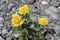 Elecampane (Inula helenium) in river gravels