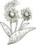 Elecampane isolated vector illustration. Inula helenium, horse-heal elfdock, widespread plant species in sunflower family