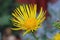 Elecampane yellow flower in close up