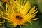 Elecampane yellow flower in close up with a solitary bee