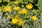 Elecampane yellow flowers