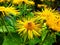 Elecampane yellow flowers and bee