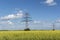 Electicity lines towers on filed of blooming rapeseed