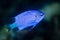 electric blue damselfish damsel fish