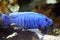 Electric blue hap cichlid