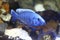 Electric blue hap cichlid