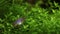 Electric blue ram cichlid hides itself in Pearl Weed