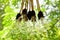 Electric Bulb Garland Hanging In Summer Backyard Garden