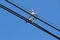 Electric cable wires with spacer damper on blue sky background