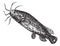 Electric catfish or Malapterurus electricus vintage engraving