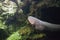 Electric eel fish Electrophorus electricus in aquarium