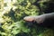 Electric eel fish Electrophorus electricus in aquarium