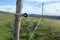 Electric fence for cattle close-up