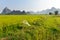 Electric fence in rice field