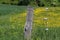 Electric fencing around pasture with farm animals