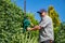 Electric gardening tools. A professional gardener cuts a hedge with an electric hedge trimmer. Gardening and cutting activities