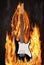 Electric Guitar in fire