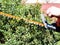 Electric hedge trimmer cuts twigs of bush closeup