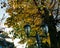 electric lanterns on a wood background with yellow leaves in the afternoon