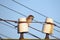Electric linear insulators on wooden pole and sparrow