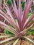 Electric Pink Cordyline Plant in Home Garden