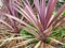 Electric Pink Cordyline Plant in Home Garden
