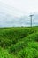 Electric pole in a field of green corn in a rainy season