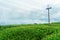 Electric pole in a field of green corn in a rainy season