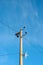 Electric pole telephone cable post sky blue clouds copy space