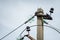 Electric poles, wires and lamps With a blue sky background.