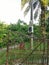 Electric power meter box fixed to the pole with DANGER signboard written in Malay word `BAHAYA` at the farm entrance