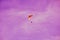 Electric powered parachute in purple sky