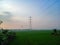 Electric pylon with wires connecting each other through green rice fields.