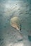 Electric ray